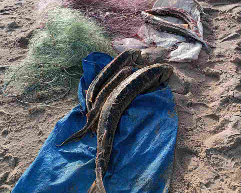 В бывшей украинской части Азовского моря начали борьбу с браконьерством