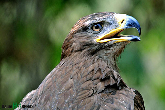 Как зоопарк Ростова пережил пандемию