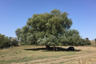 «Бабушка Ива». Донское минприроды просит поддержать на конкурсе «Российское дерево года 2025» уникальную иву, растущую в Белокалитвинском районе