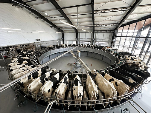 Буренки в Зерноградском районе получили инновационную  автокарусель