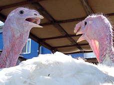 «…У нас многое получится»_4914