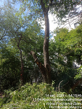 14 08 2024 В центре донской столицы сделали опиловку проблемных деревьев