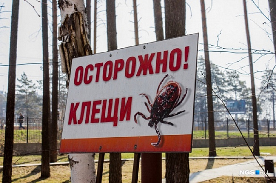 Источник фото: ngs.ru