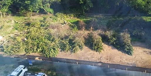 В Ростове уничтожили еловую аллею