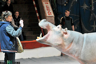 Легко ли бегемоту стать артистом?