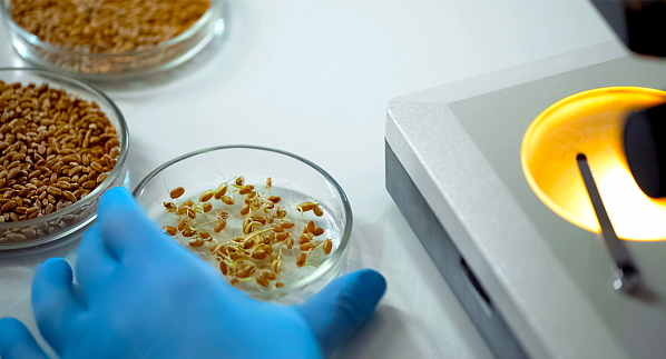 Выросли объемы лабораторных исследований семян и посадочного материала