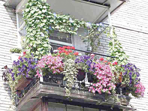 Душистые цветы для балкона