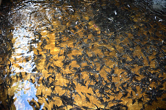 Более 700 миллионов рублей направила Ростовская АЭС на природоохранные мероприятия в 2022 году 