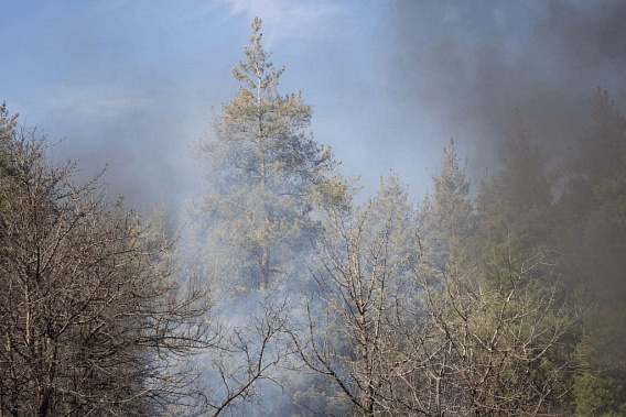 В Белокалитвинском районе снова горит лес