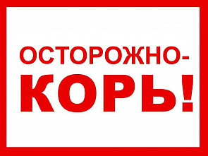 В Ростовской области зафиксирован циклический подъем заболеваемости корью