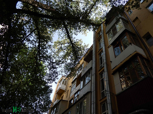 Дерево за свою долгую жизнь переросло семиэтажный дом. Теперь оно опирается на балконы и крышу.
