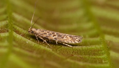 В Азовском районе отменили карантин по южноамериканской томатной моли