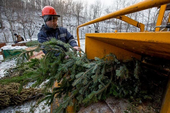 У жителей Ростова-на-Дону постновогодние елки будут собирать 16 января