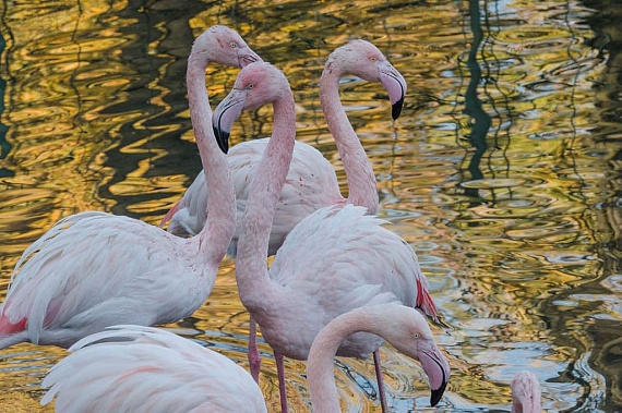 В Ростове готовятся отметить Всемирный день защиты животных