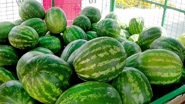 Арбузы наступают