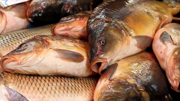 Ростовская область произвела десятую часть общероссийского объема рыбы