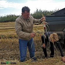 Убирают белое зерно
