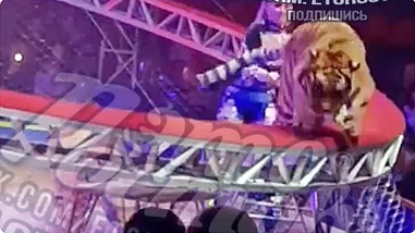В Ростове во время циркового представления тигр выпрыгнул с манежа прямо в публику