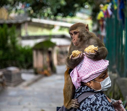 От пандемии страдают и животные: обезьяны в непальских храмах оказались на грани вымирания, лишившись прикорма от посетителей.