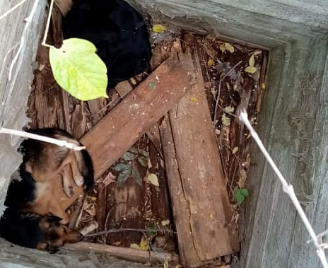 В Ростовской области спасли двух собак, провалившихся в колодец