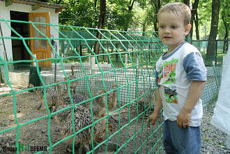 Страусы в Ростове