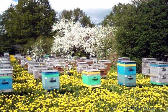 Как спасти пчел от отравления пестицидами