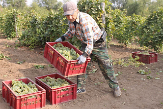 Солнце, ветер, виноград