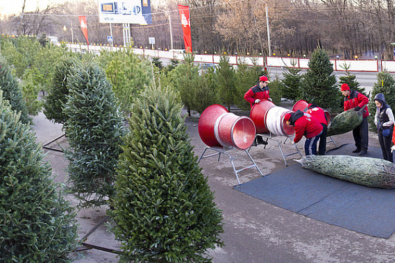Фото сайта http ёлкизелёные.рф