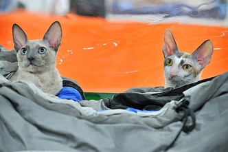 В Ростове проходит международная выставка кошек