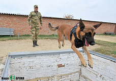 Собаки свое дело знают