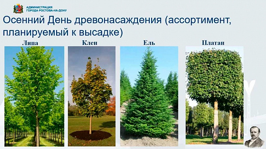 Ростов готовится к осеннему Дню древонасаждения