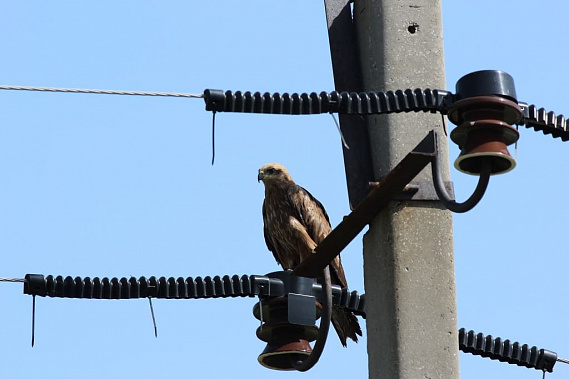 Донские энергетики ставят на провода птицезащитные устройства