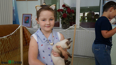 Как кошки-крошки  с друзьями встретились