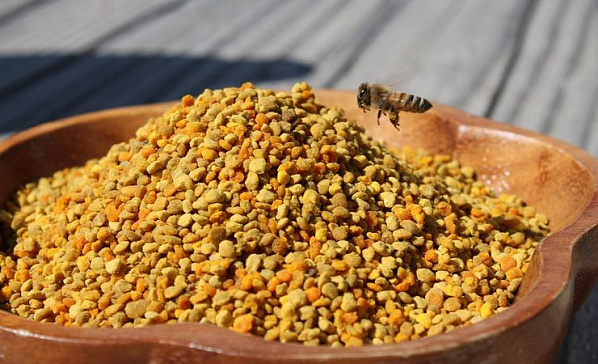 Пчелы останутся голодными: на Дон не пропустили партию цветочной пыльцы