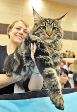 О кошках и о себе_21134