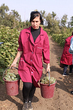 Солнце, ветер, виноград