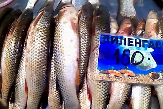 В Рогожкино отчитались об успехе в выращивании пиленгаса