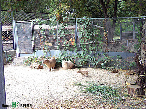 Даже змеи – в молодежном формате