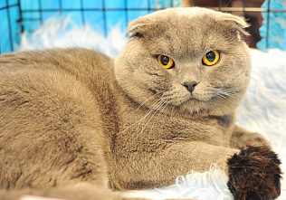 О кошках и о себе_21139