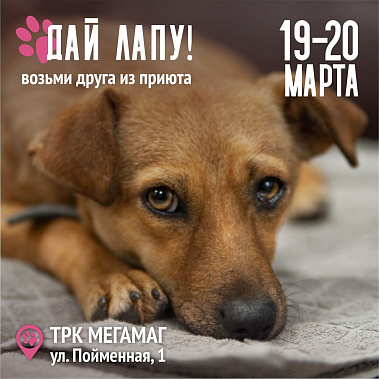 В Ростове пройдет фестиваль «Дай лапу!»