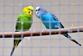 Завтрак в Ростовском зоопарке