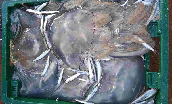 Источник фото: АЗНИИРХ.