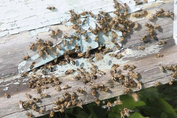 В Неклиновском районе вовремя не предупредили пчеловодов об опасности
