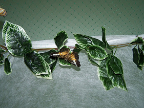 Бабочки зимой