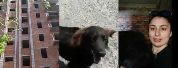 В Шахтах с крыши недостроя спасли собаку