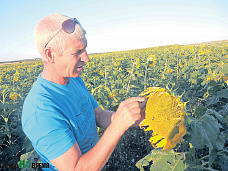 Под цокот английских копыт