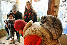 Дом для счастливых енотов