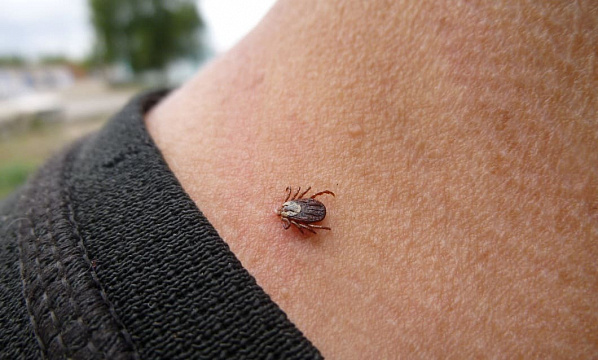 Почти 2 тысячи жителей Ростовской области покусали клещи