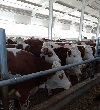 В Егорлыкском районе открыли молочно-товарную ферму на 300 голов