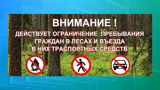 Ограничения на пребывание граждан в донских лесах продолжают действовать